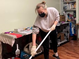 A Purr-fect Match: Alumni Visit Cat Shelter for Community Service Project